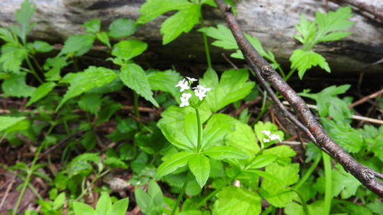 DSCN4670