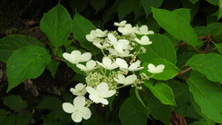 DSCN9297