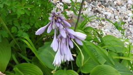 DSCN1523