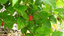 DSCN1579
