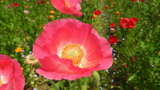 DSCN1900