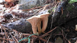 DSCN9246