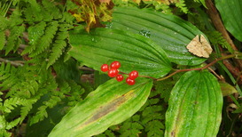 DSCN1335