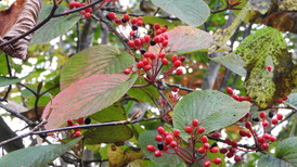 DSCN1286