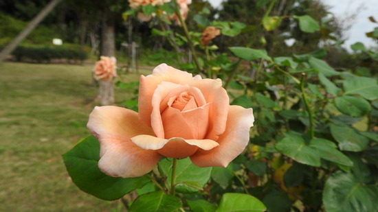 DSCN8710