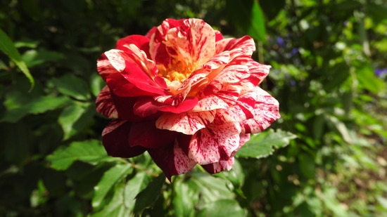 DSCN8721