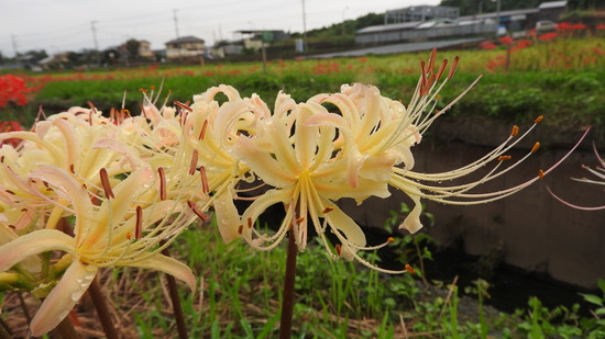 DSCN0760
