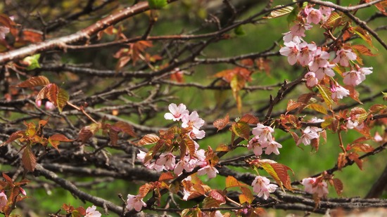 DSCN4918-1
