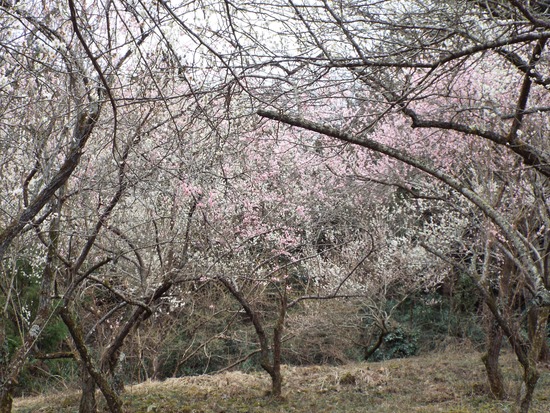 DSCF1651 (2)