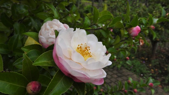 DSCN8949
