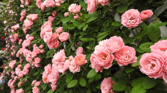 DSCN9872