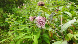 DSCN1342