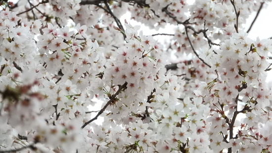 DSCN0926