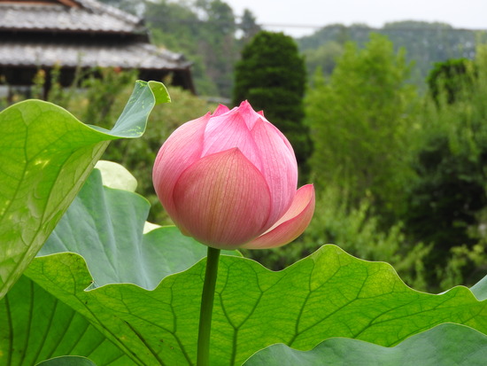 DSCN6607