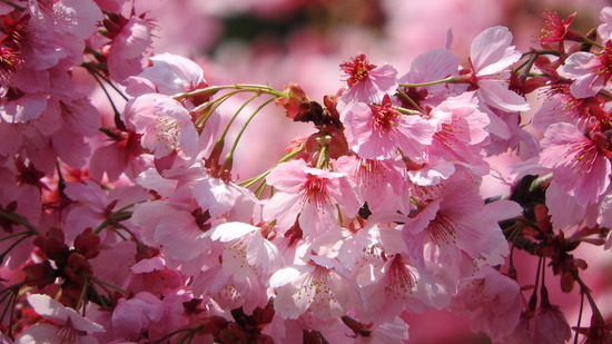 DSCN0324
