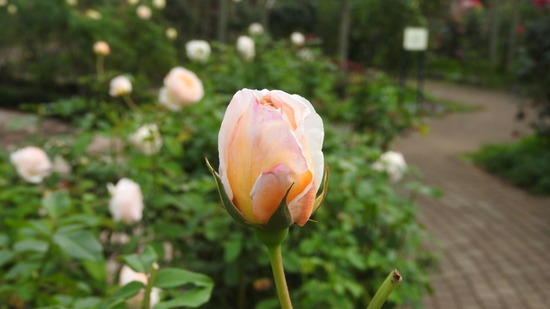 DSCN8882
