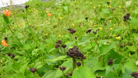 DSCN1646