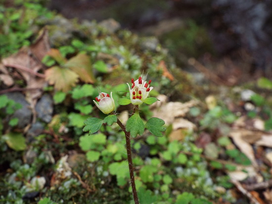 DSCF1455