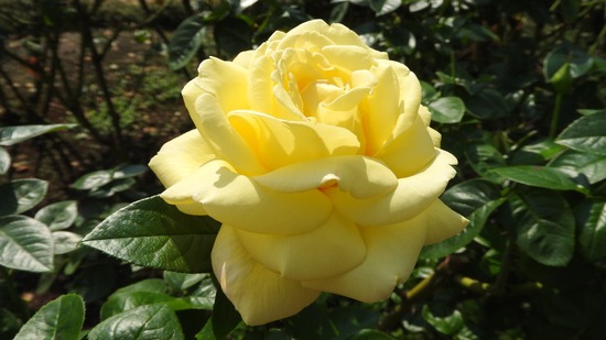 DSCN8754