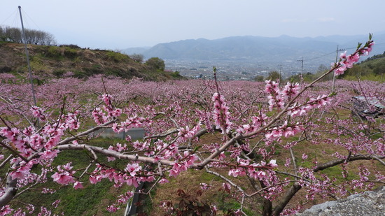 DSCN2260