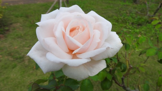 DSCN8704