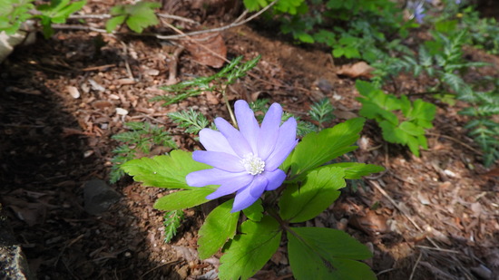DSCN7155