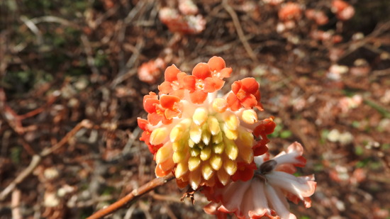 DSCN7173