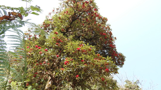 DSCN4106