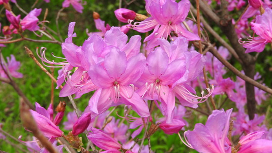 DSCN0536