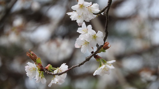 DSCN2397