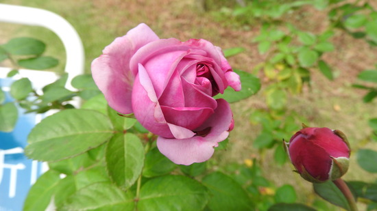 DSCN8712