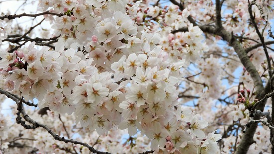 DSCN0519 (2)