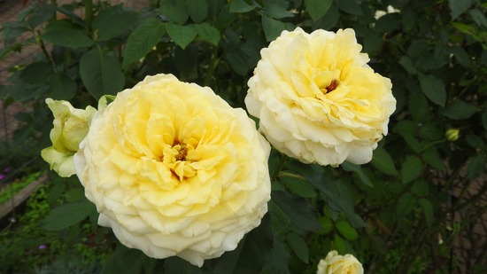 DSCN8905