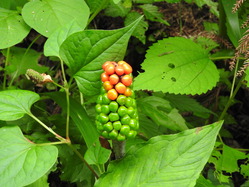 DSCN6272