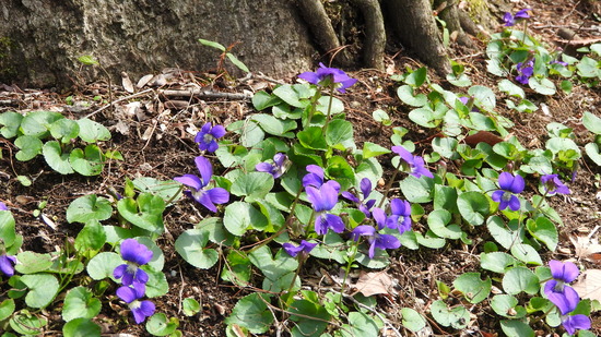 DSCN0431