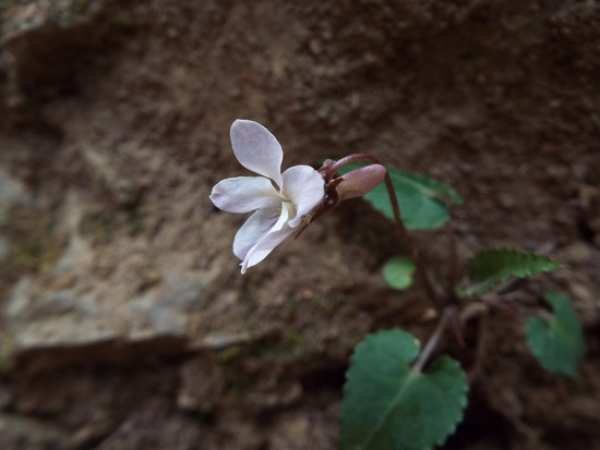 DSCF1377