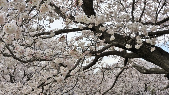 DSCN0514 (2)
