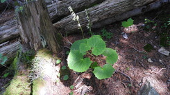 DSCN8221