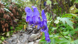 DSCN1352