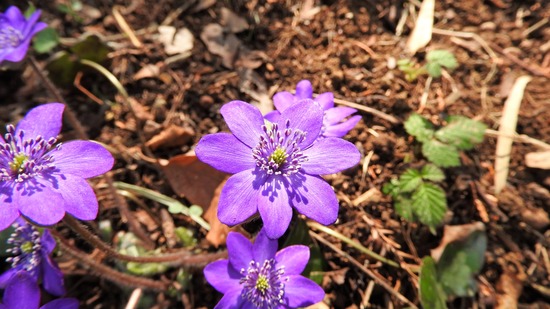DSCN7043