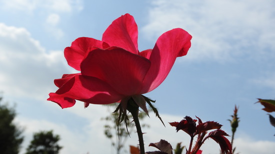 DSCN8752