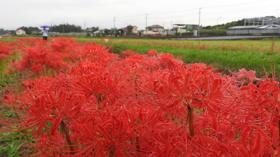 DSCN0779