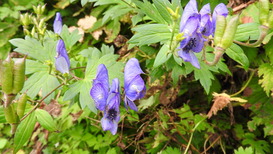 DSCN1452