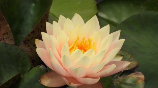 DSCN0276