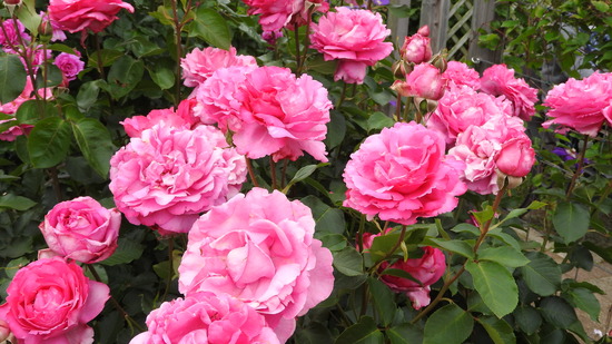 DSCN0250