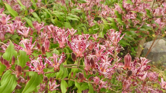 DSCN8985