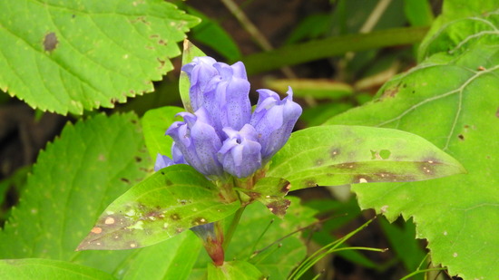 DSCN2611