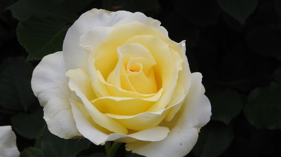 DSCN9974