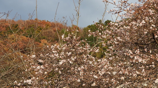 DSCN5181