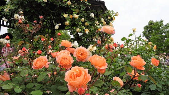 DSCN0135-1